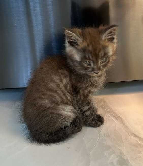 Котята 2 месяца ищут дом