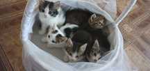 Отдам котят в добрые руки