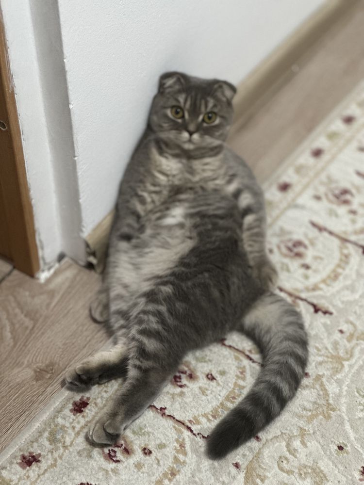 Отдам кошку скоттиш фолд
