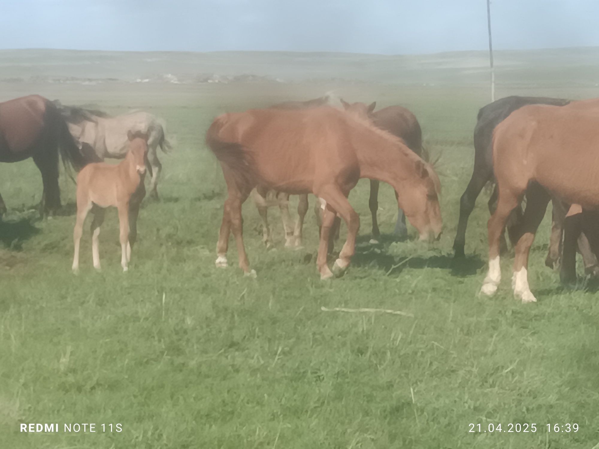 Продам лошадь с жеребенкам