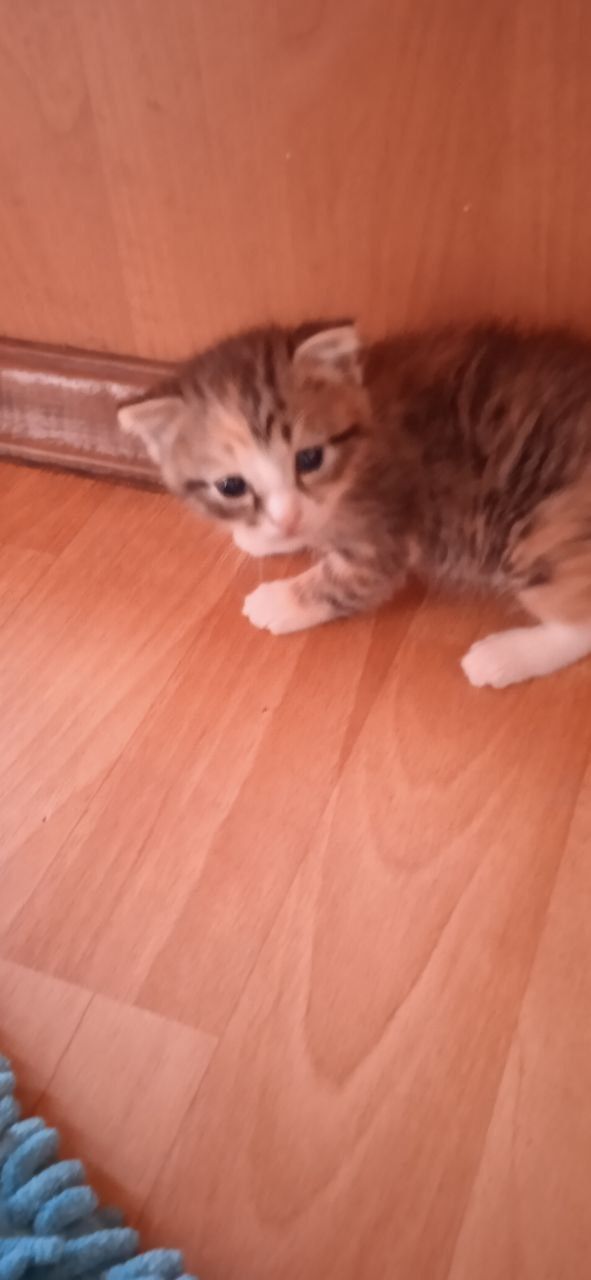 Отдам котят в хорошие руки