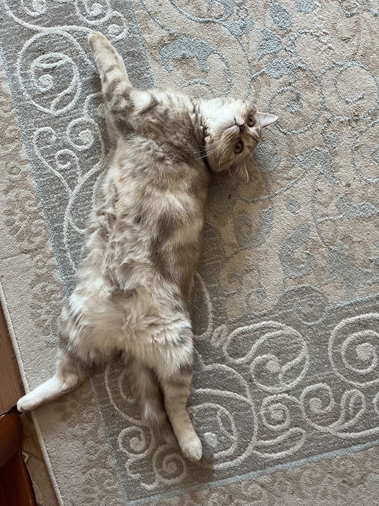 Отдаем в добрые руки шотландскую кошку
