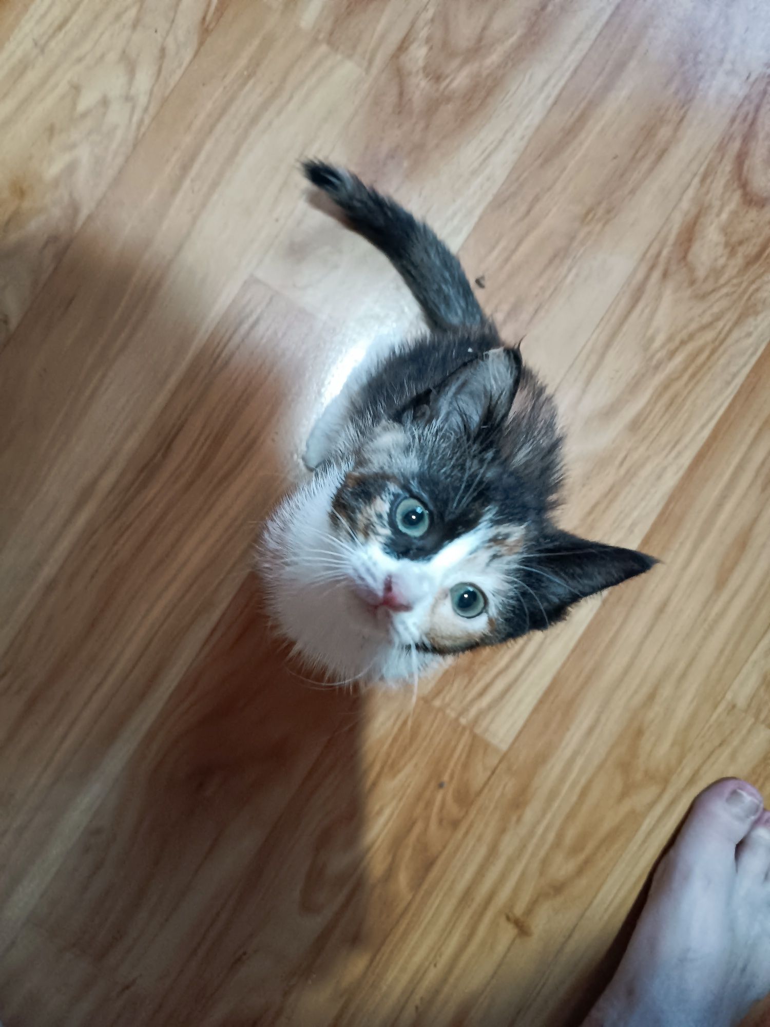 Котята кошки даром