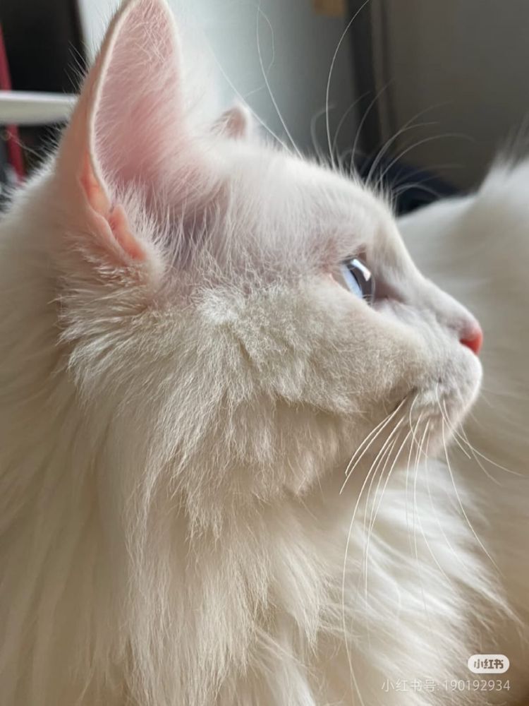 Котенок маленький