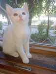 Котенок (девочка) ищет себе новый дом