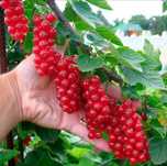 Продам саженцы выращенные мною