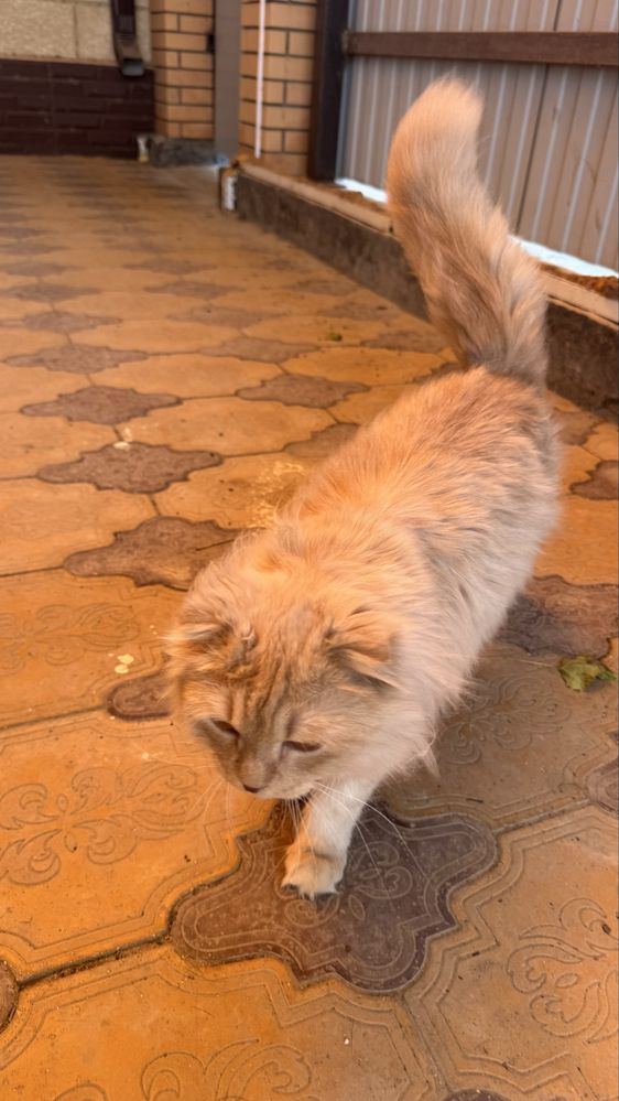 Кот вислоухий 1 год мальчик с лотком