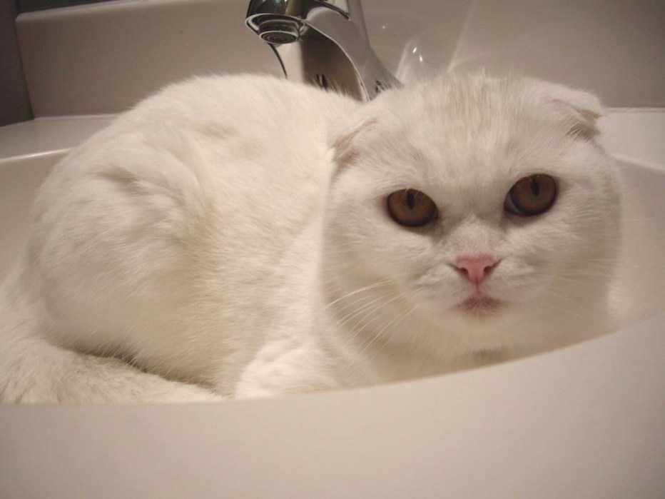 вязка белый кот шотландский вислоухий