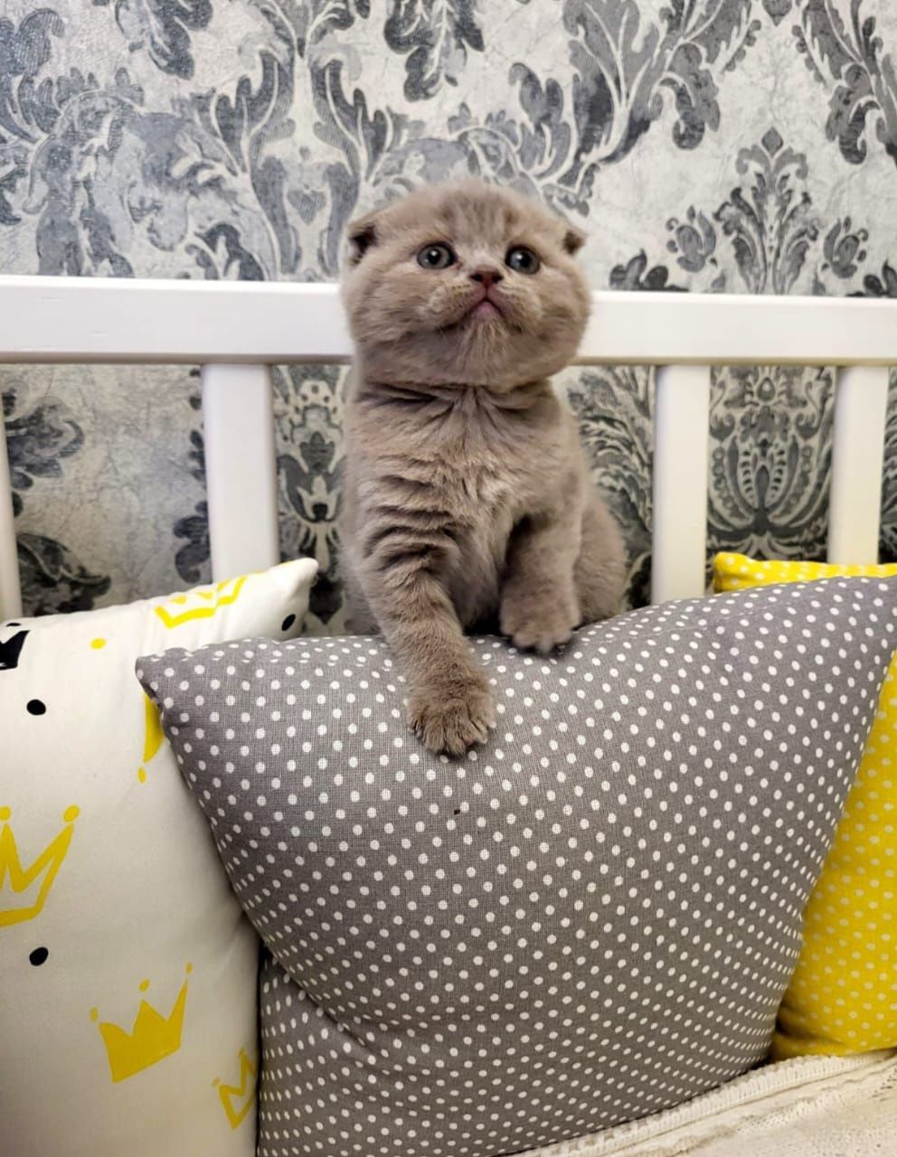 Скоттиш Фолд и Страйт.