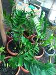 долларовое дерево Zamioculcas в хороших горшках
