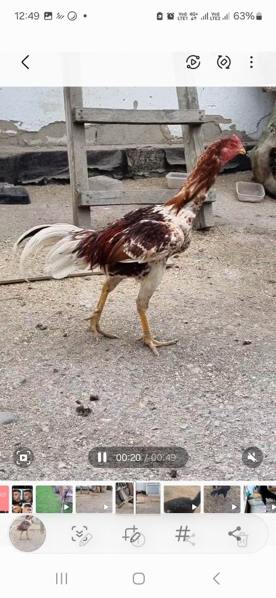 Продам Бойцового Дакана!!