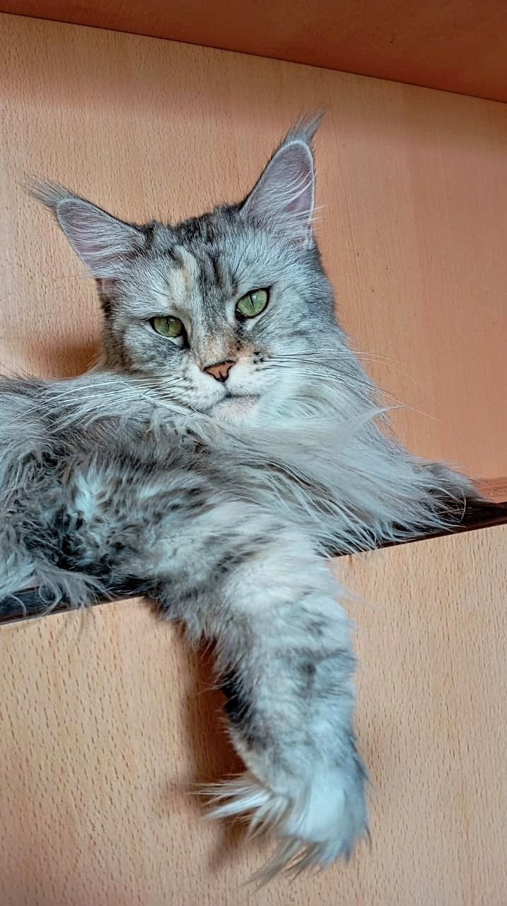 Роскошные кошки Мейн Кун выведенные из разведения Питомник Fluffy Tale