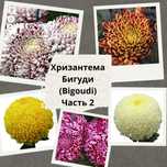Рассада хризантемы Бигуди, еврочеренки