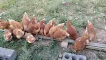 Продам куры несушки ломан браун