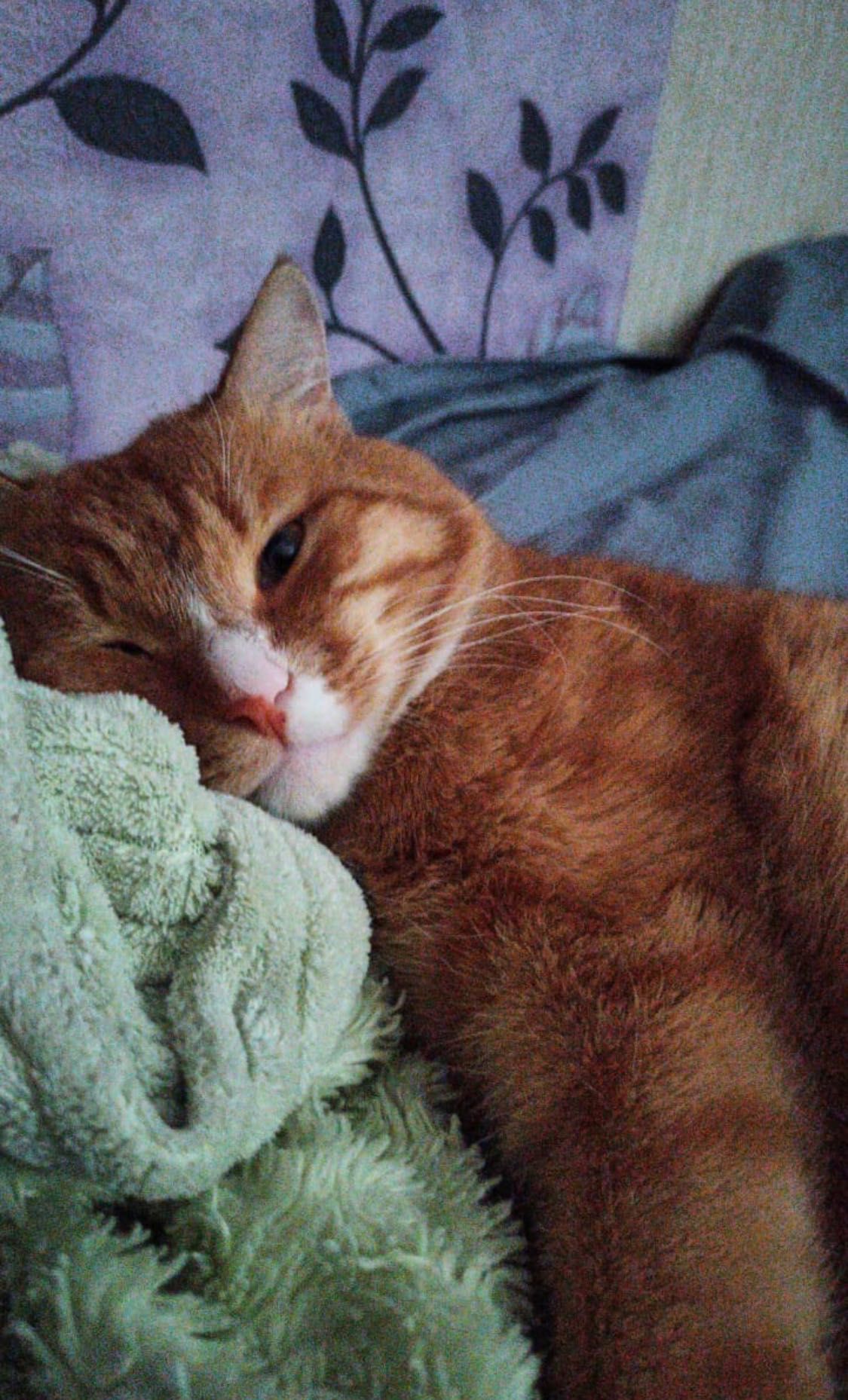 Котик - Санни