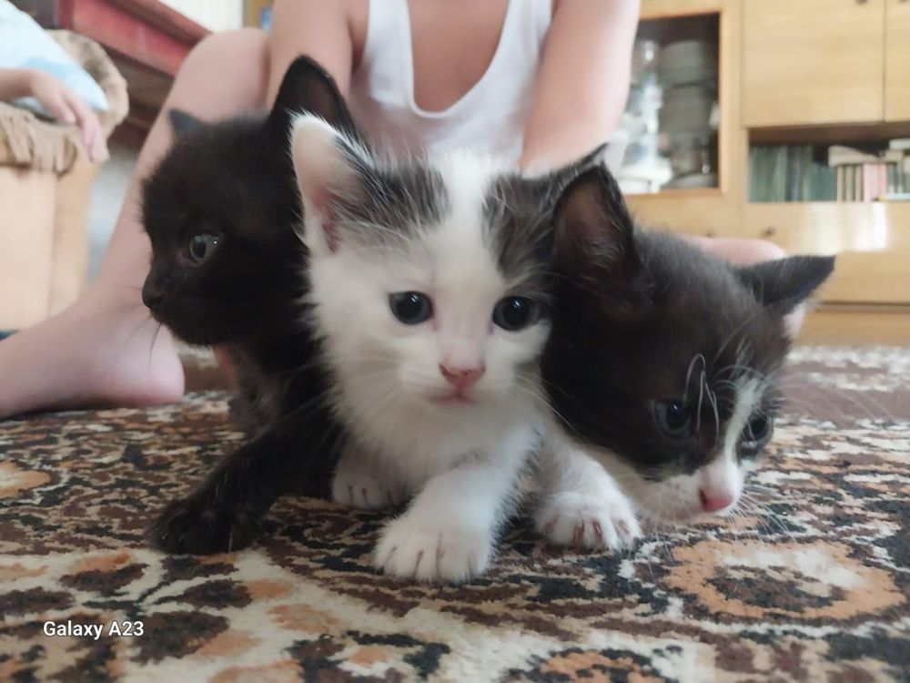 Котята ищут ответвенных и добрых хозяев!