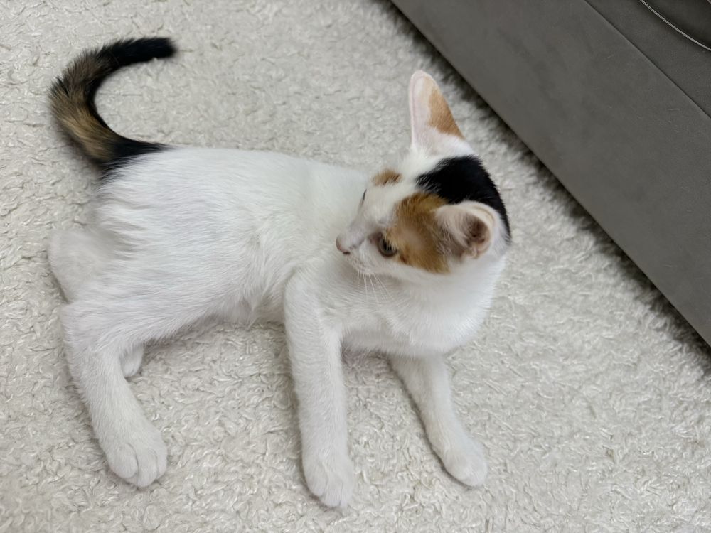 Отдаю котенка в добрые руки!