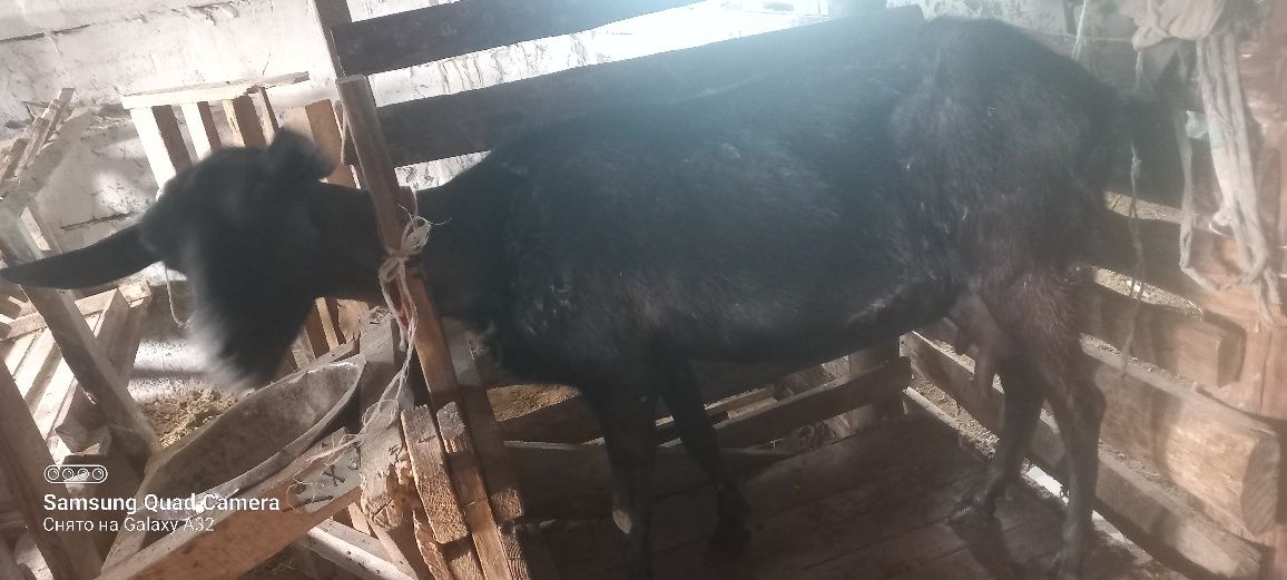 Нуп ұрғашы лақтар үш емдер анасы 5,5лт лік .Әр қайссы 90-мың.