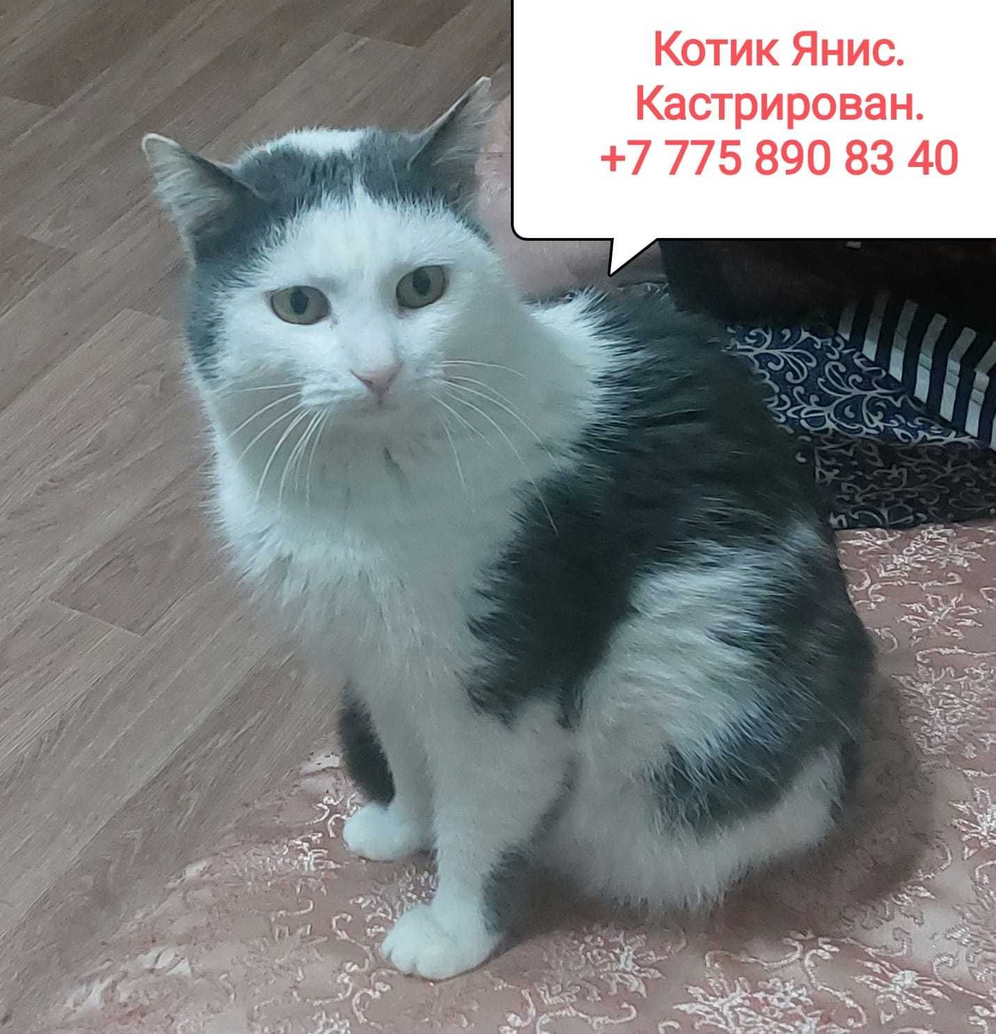 Кот Янис в ответственные руки