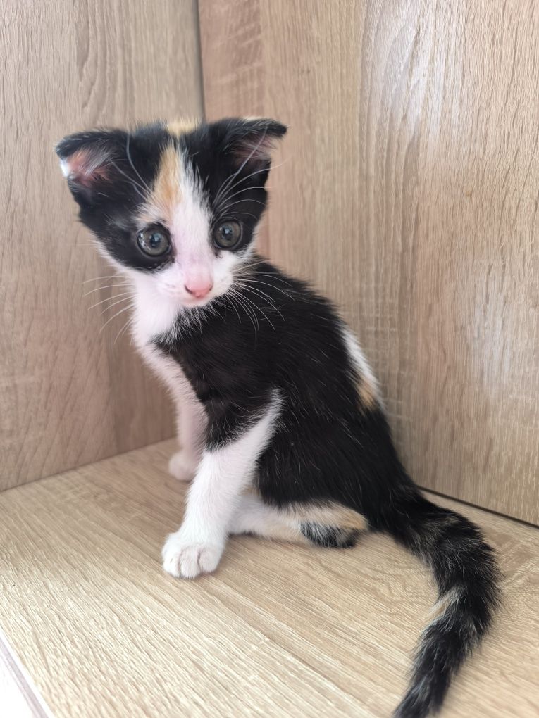 Котенок отдам в добрые руки