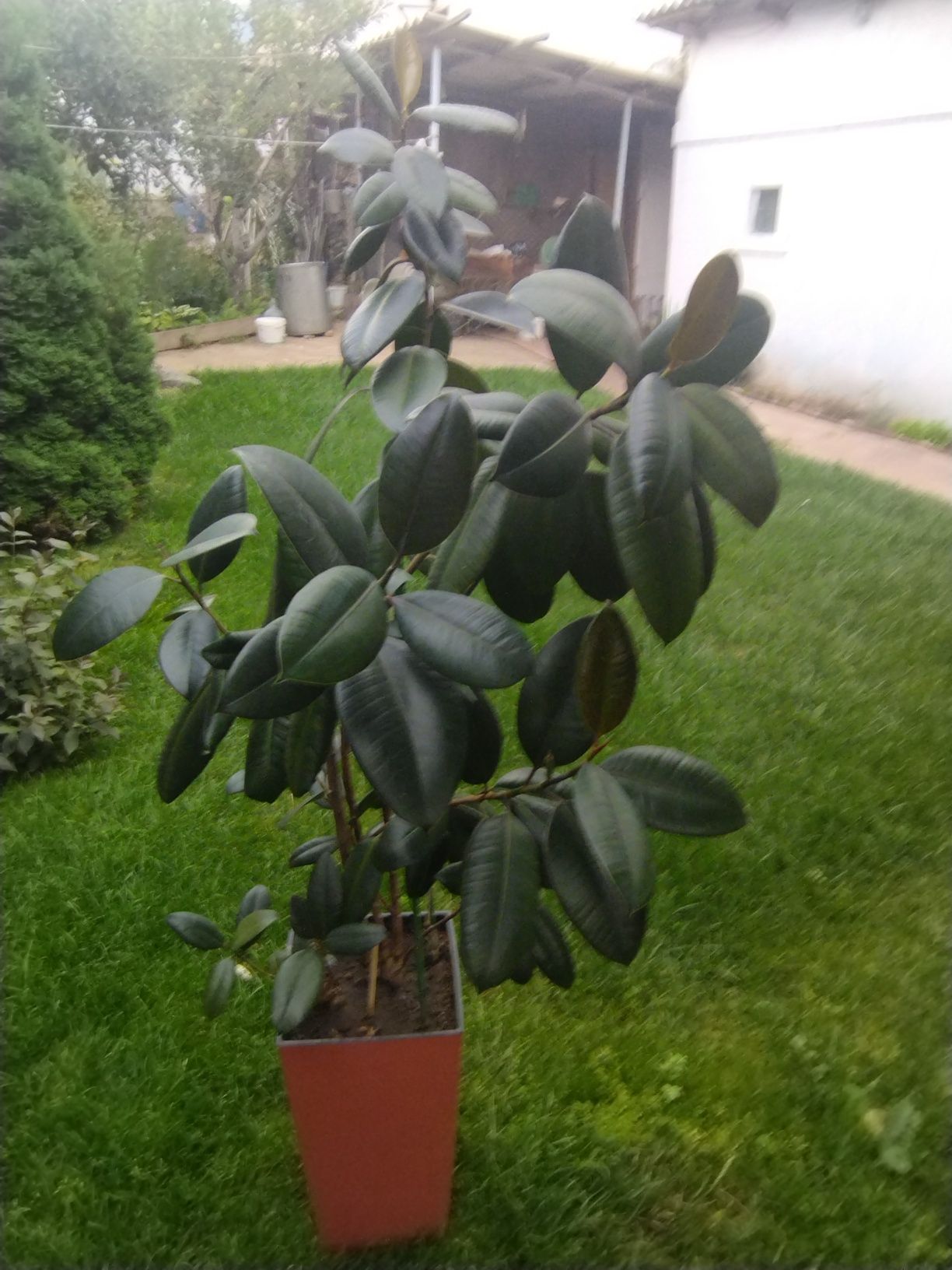Продам фикус плющ