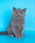 Британский короткошерстный котёнок с документами