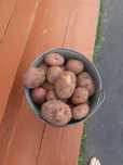 Продам картофель