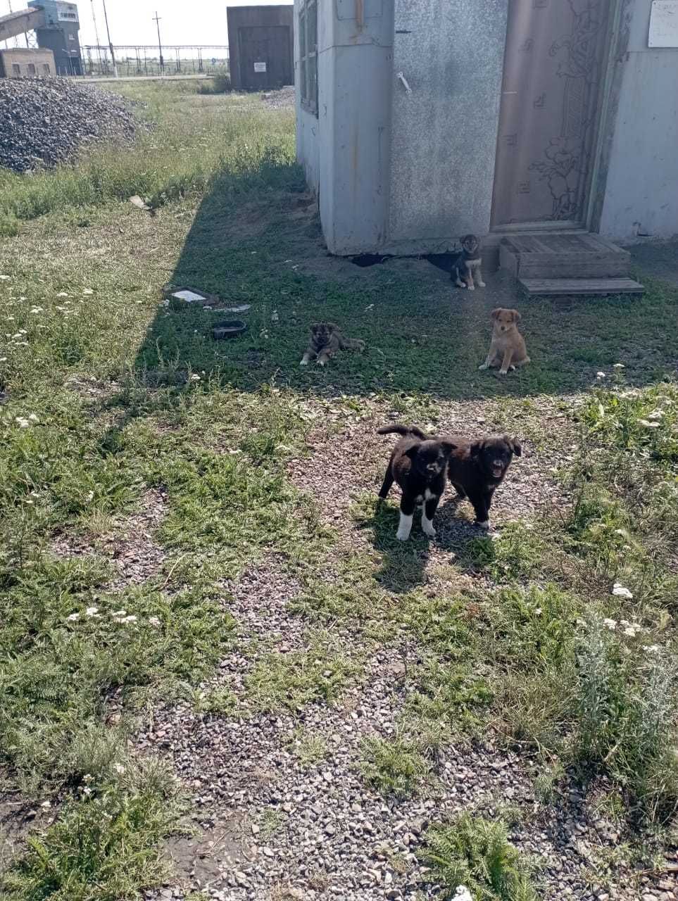 Щенки дворняшки мальчики и девочки