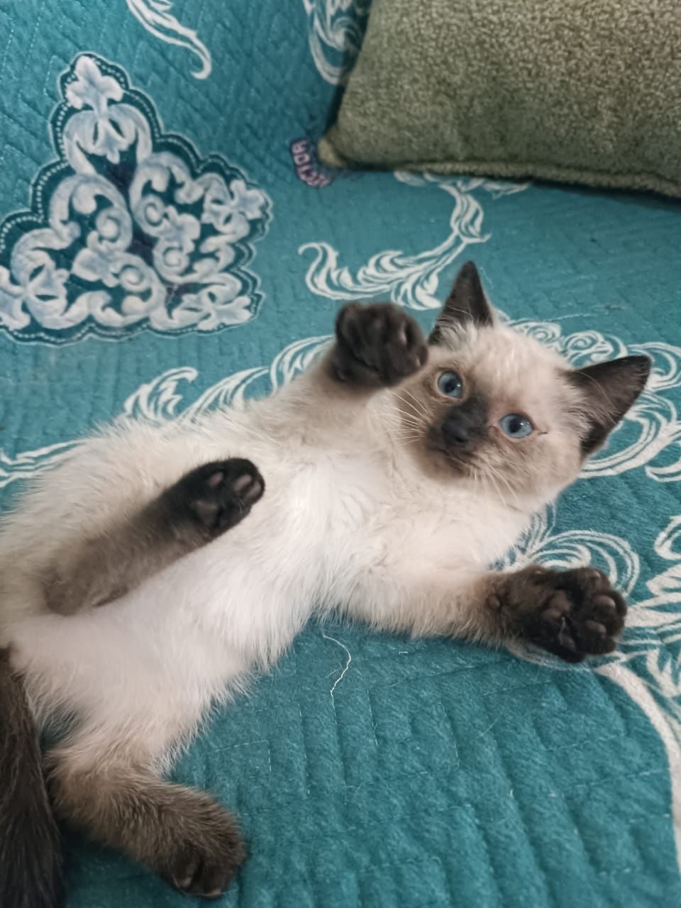 Шикарные котята в добрые руки