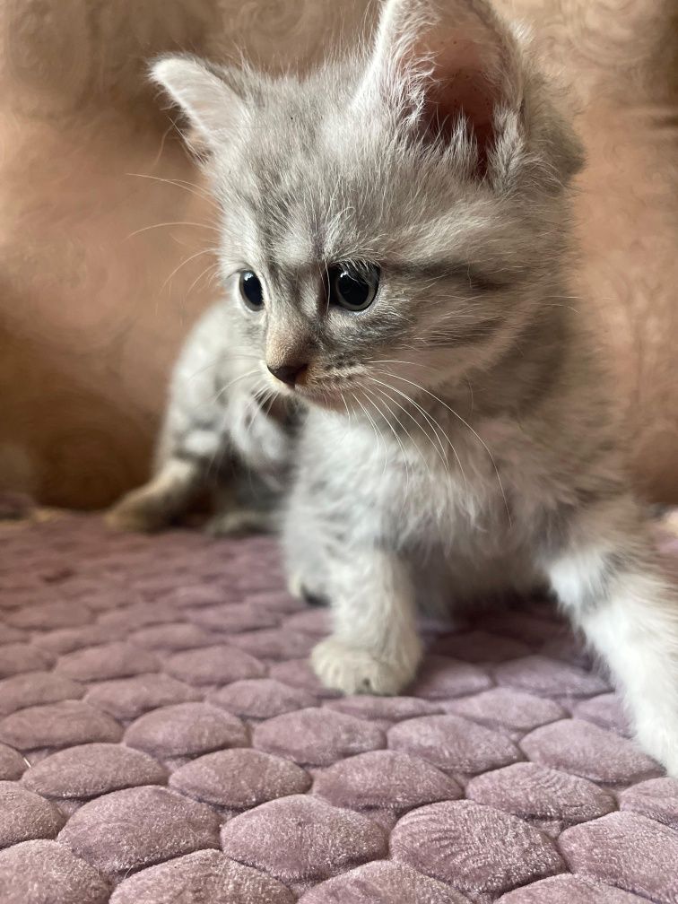 Котята в добрые ручки!