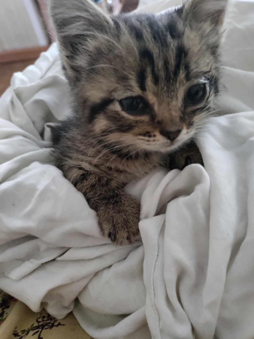 Котёнок в добрые руки