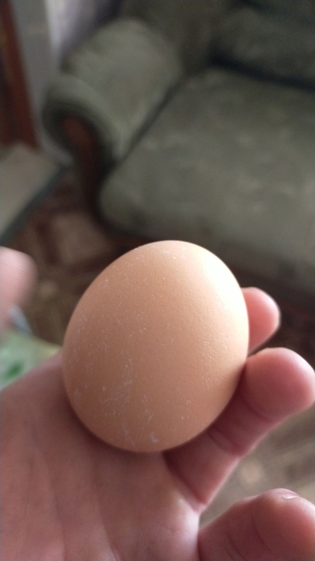 Продам срочно яица