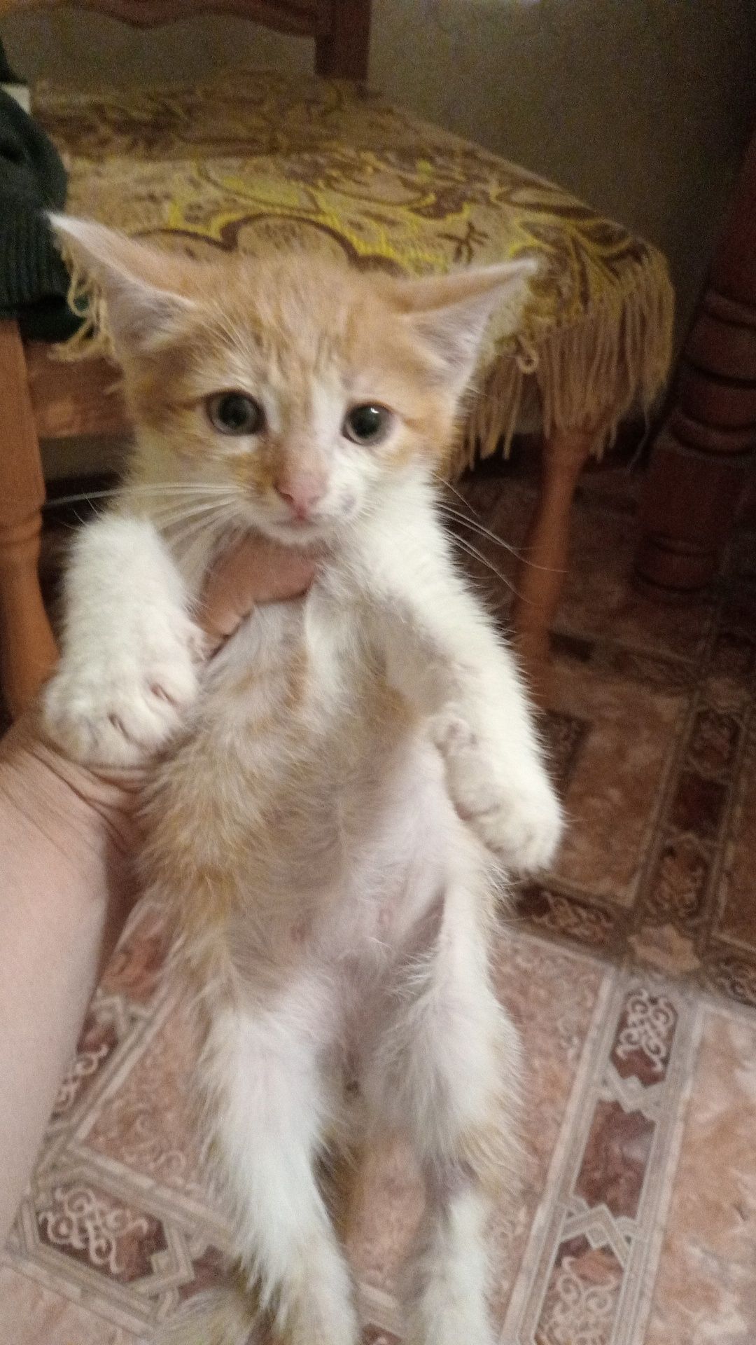 Отдам  бесплатно котят