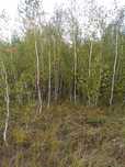 Саженцы березы 8000