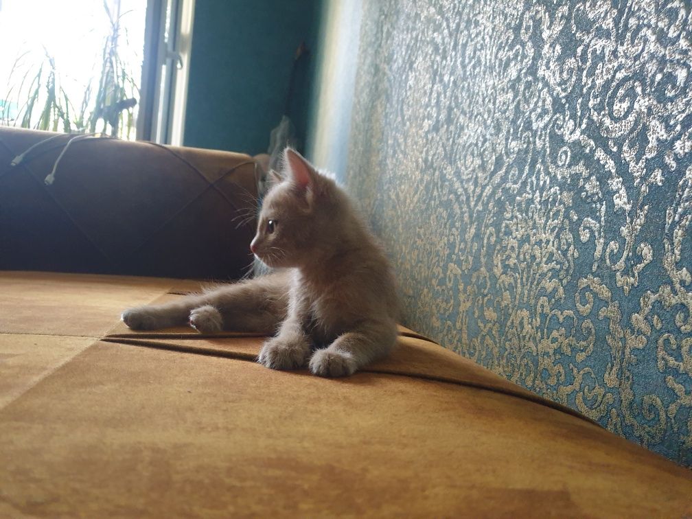 Котёнок в добрые ручки