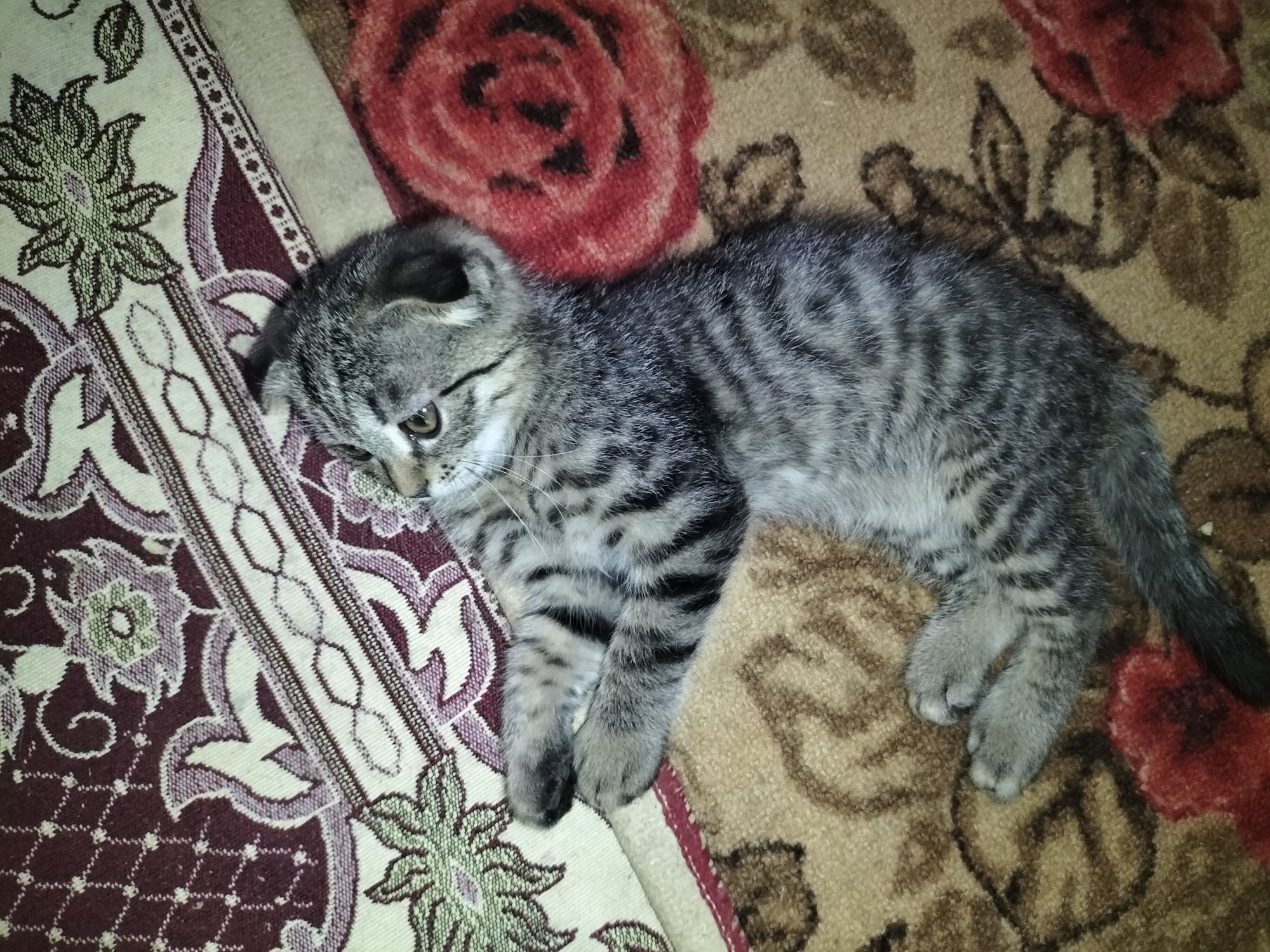 Шотландская вислоухая кошка