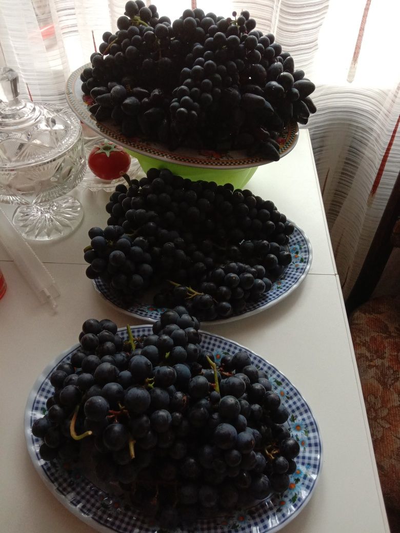 Саженцы винограда. 2х летки