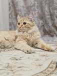Кот. Котенок. Рыжик