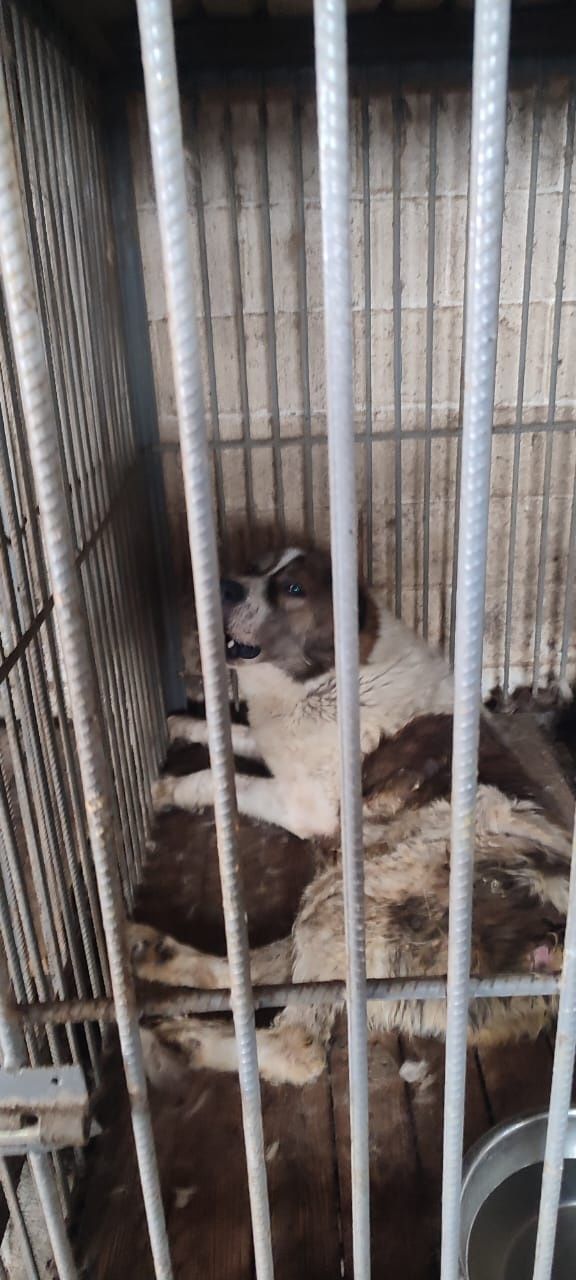 Алабаи,овчарки,хаски более 300 собак в отлове ПороДистые и двоРяниНы