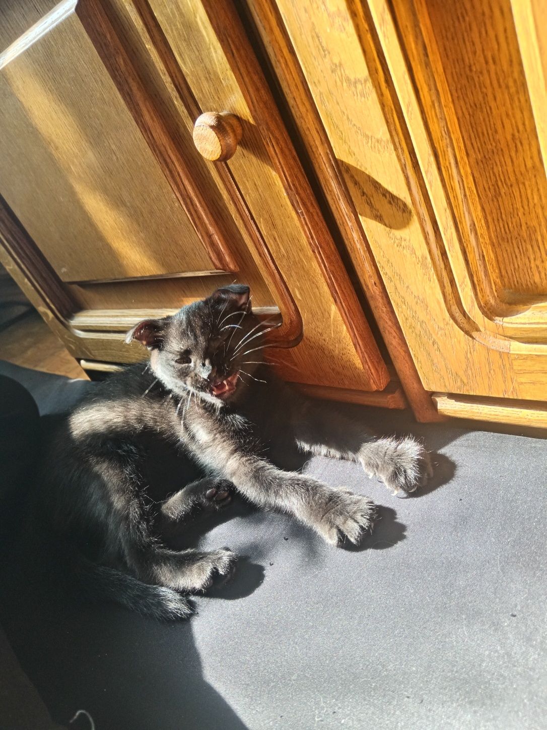 Котята девачки бесплатно