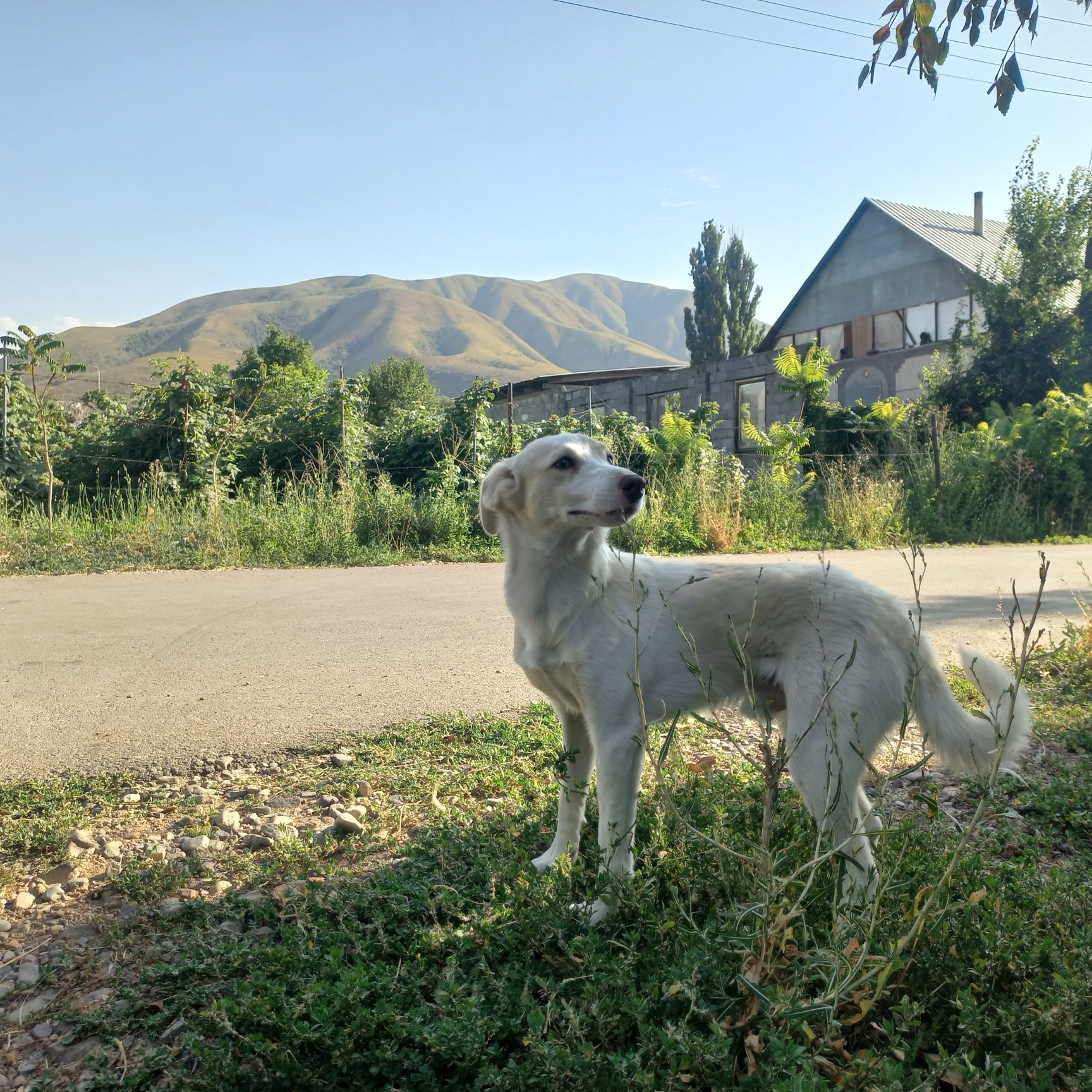Отдам щенка в добрые руки