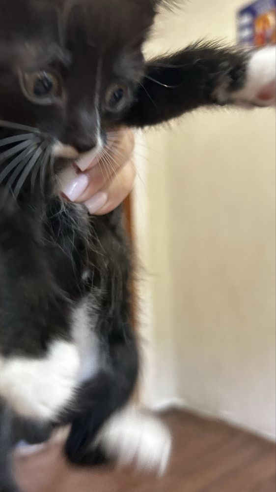 Отдам котят в добрые руки