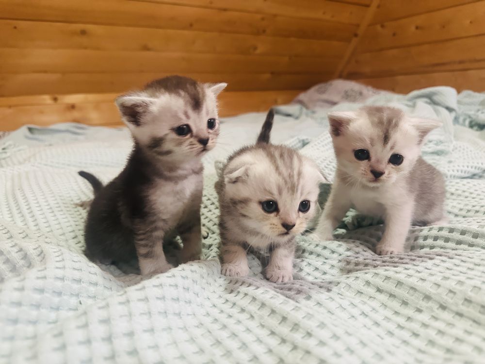 Продам шотландских котят