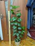Продам китайскую розу гибискус