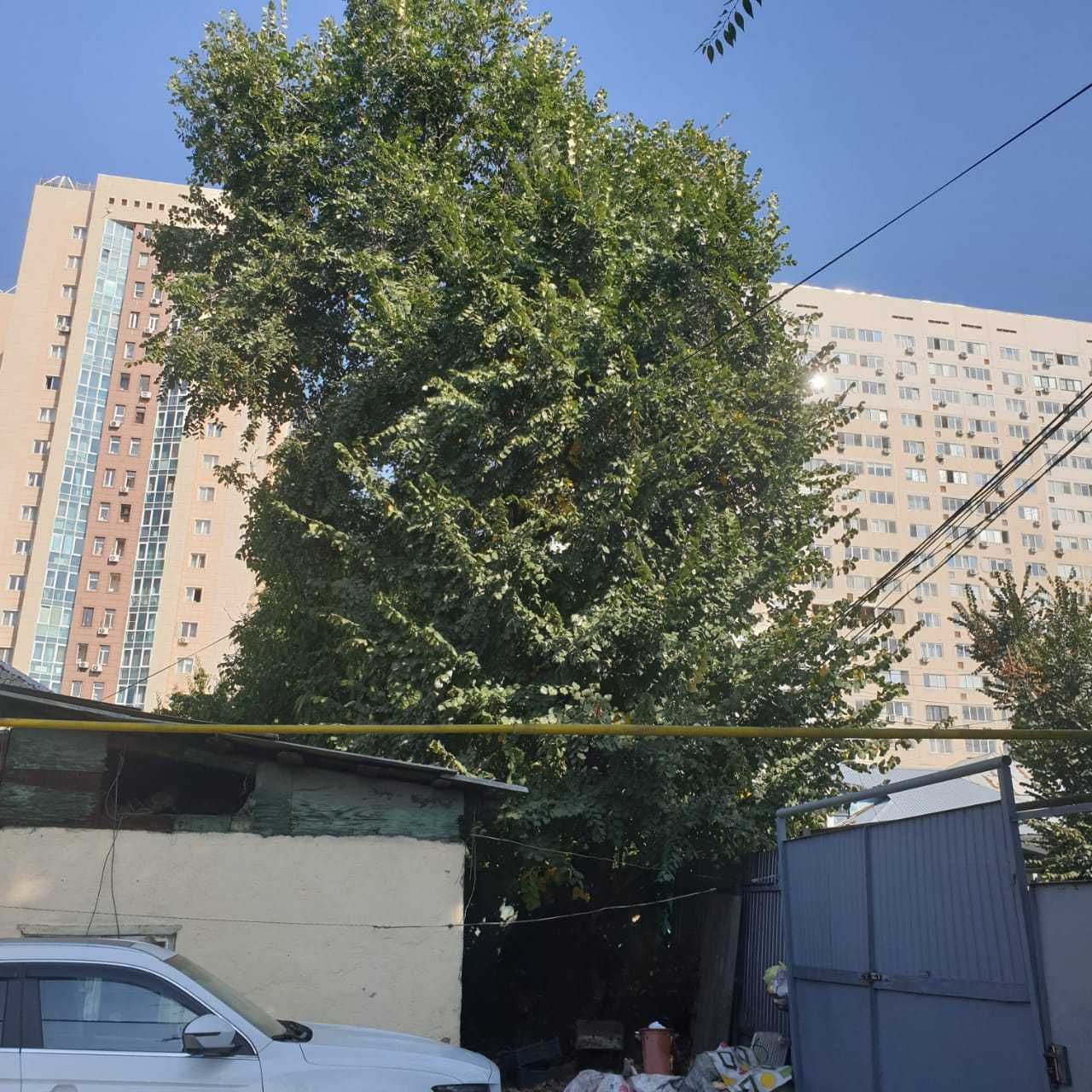 отдам на спил дерево и вывоз бесплатно