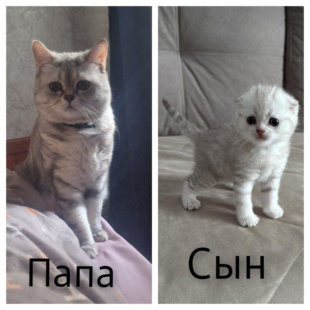 Шотландец  ищет невесту
