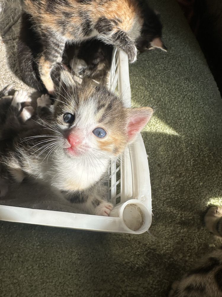 Раздам котят от породистой кошки бенгалки, бенгальская