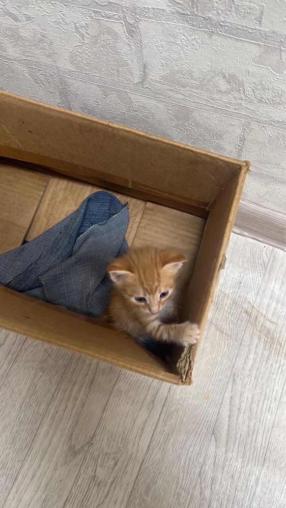 Котята ищут дом в