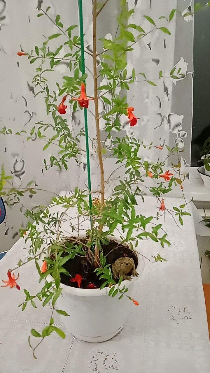 Декоративный гранат.