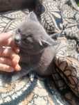 Отдам двух прекрасных котят